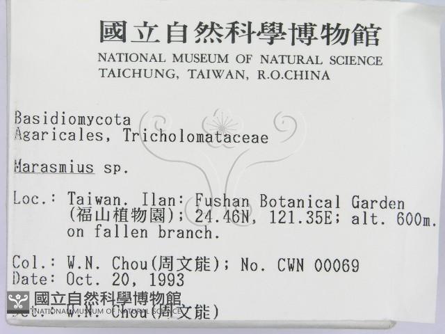 小皮傘屬藏品圖，第2張
