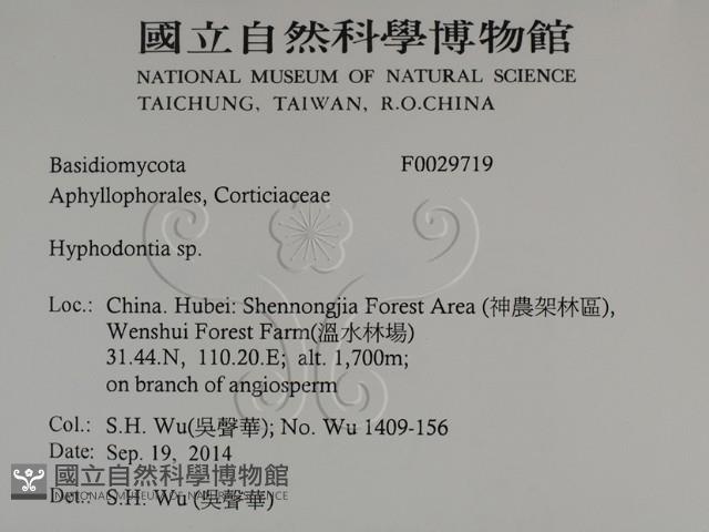 絲齒菌屬藏品圖，第2張