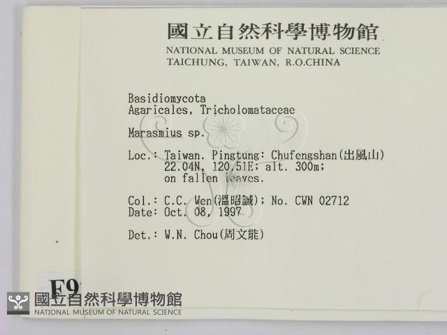 小皮傘屬藏品圖，第2張