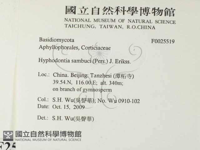 冇骨消絲齒菌藏品圖，第2張