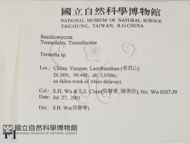 銀耳屬藏品圖，第2張