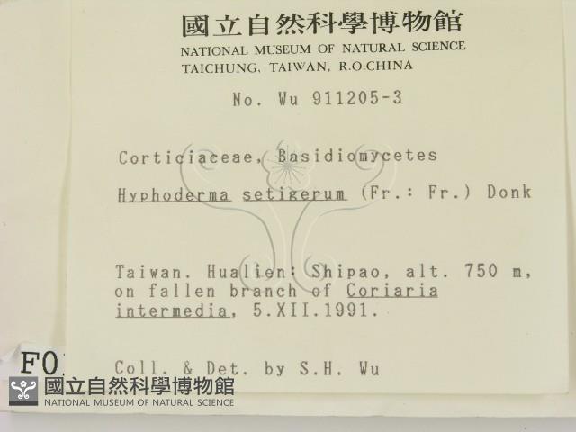 剛毛絲皮菌藏品圖，第2張