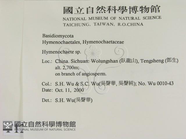 刺革菌屬藏品圖，第2張