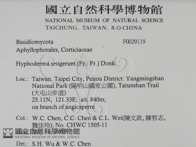 剛毛絲皮菌藏品圖，第2張