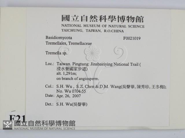 銀耳屬藏品圖，第2張