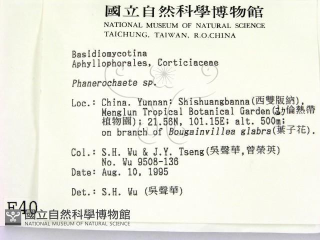 顯絲菌屬藏品圖，第2張