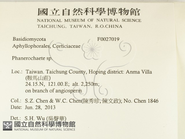 顯絲菌屬藏品圖，第2張