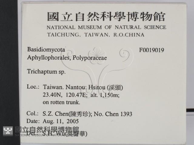 附毛菌屬藏品圖，第2張