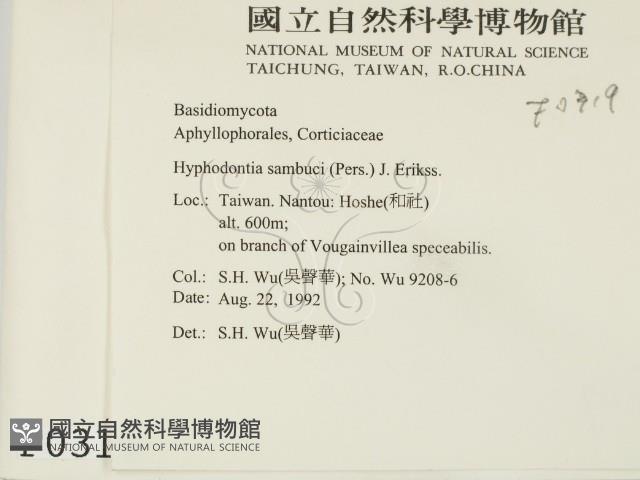 冇骨消絲齒菌藏品圖，第2張