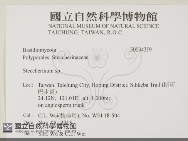 齒耳菌屬藏品圖，第2張