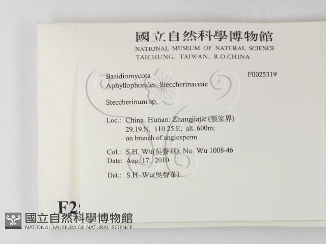 齒耳菌屬藏品圖，第2張