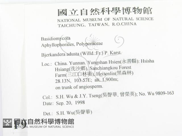 煙管菌藏品圖，第2張