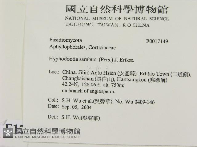 冇骨消絲齒菌藏品圖，第2張