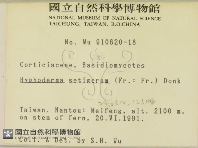 剛毛絲皮菌藏品圖，第2張