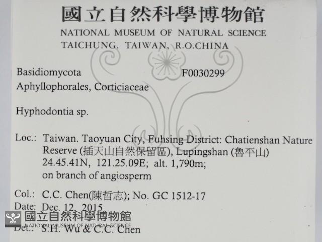 絲齒菌屬藏品圖，第2張