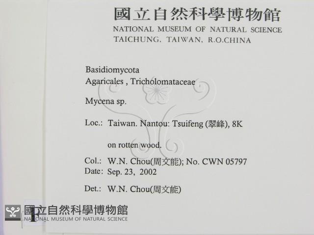 小菇屬藏品圖，第2張
