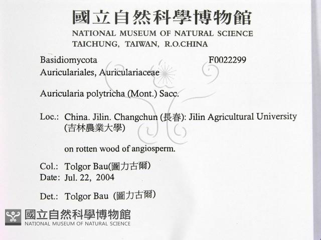 毛木耳藏品圖，第2張