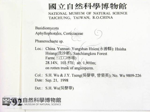 顯絲菌屬藏品圖，第2張