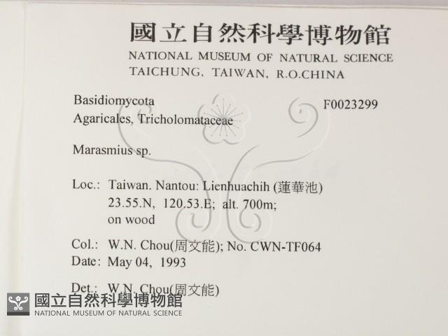 小皮傘屬藏品圖，第2張