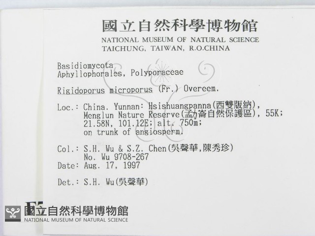 小孔硬孔菌藏品圖，第2張