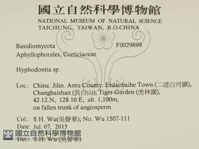 絲齒菌屬藏品圖，第2張