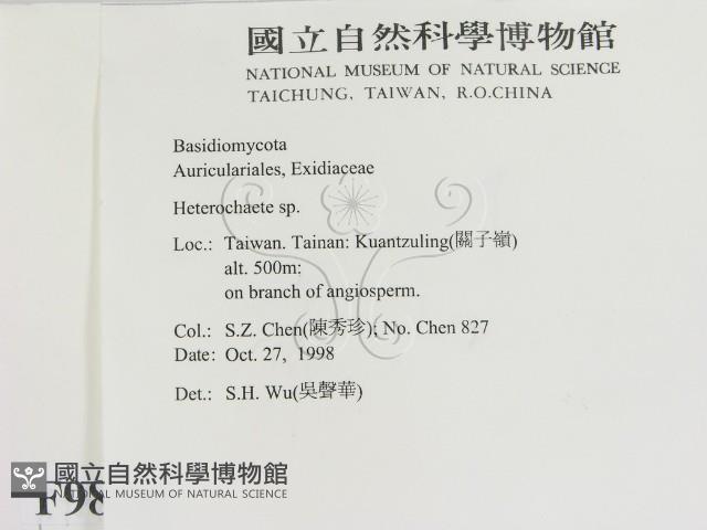 刺皮菌屬藏品圖，第2張
