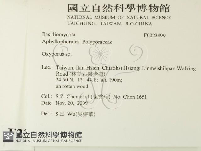 銳孔菌屬藏品圖，第2張