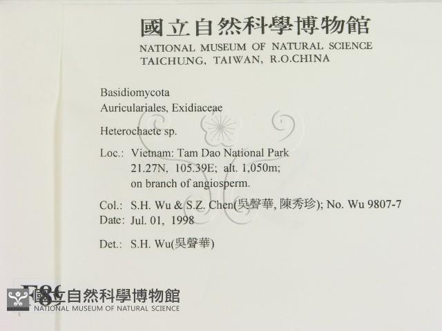 刺皮菌屬藏品圖，第2張