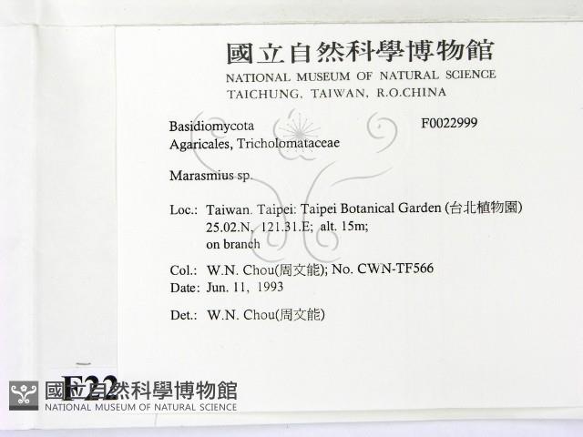 小皮傘屬藏品圖，第2張