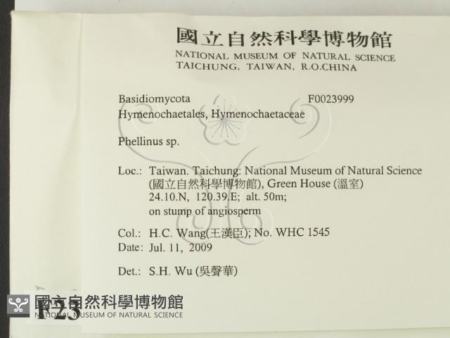 木層孔菌屬藏品圖，第2張