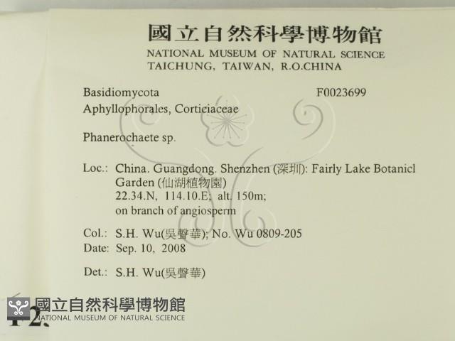 顯絲菌屬藏品圖，第2張