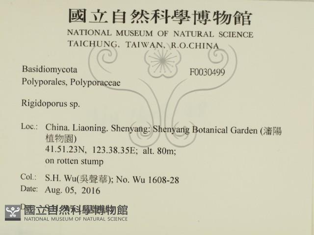 硬孔菌屬藏品圖，第2張