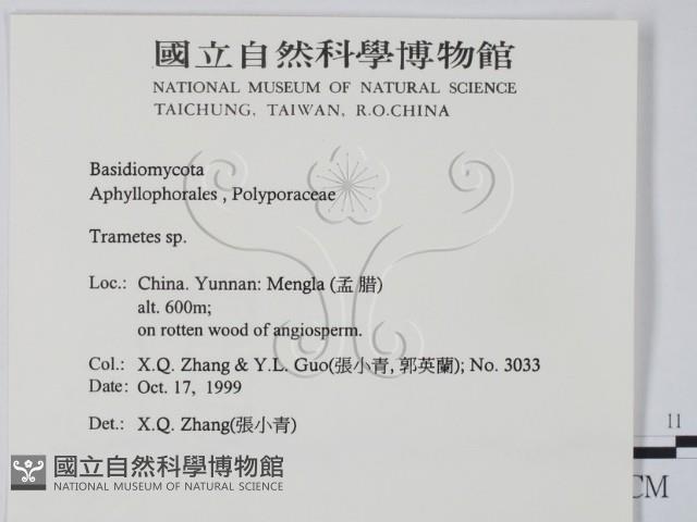 栓菌屬藏品圖，第2張