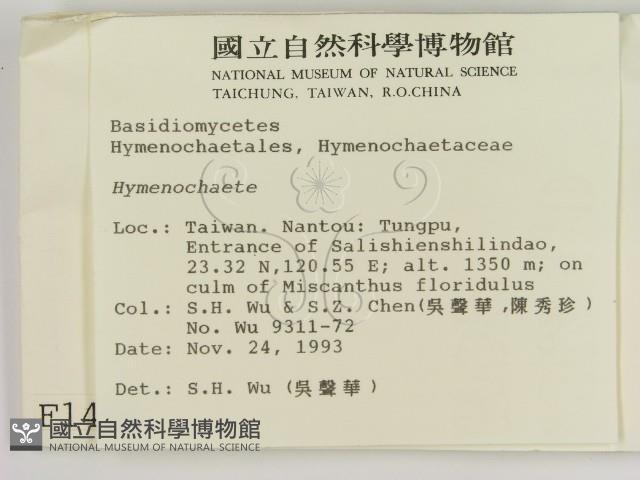 刺革菌屬藏品圖，第2張