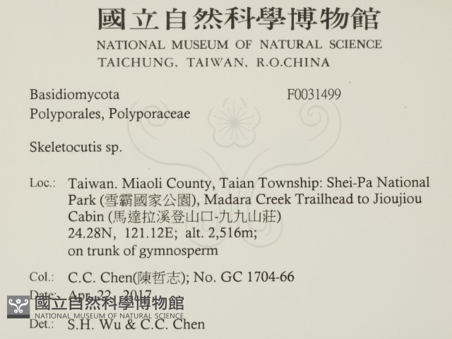 骨皮菌屬藏品圖，第2張