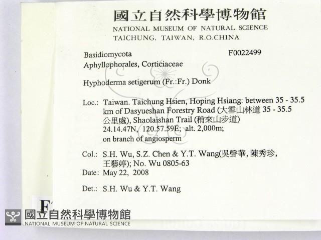 剛毛絲皮菌藏品圖，第2張