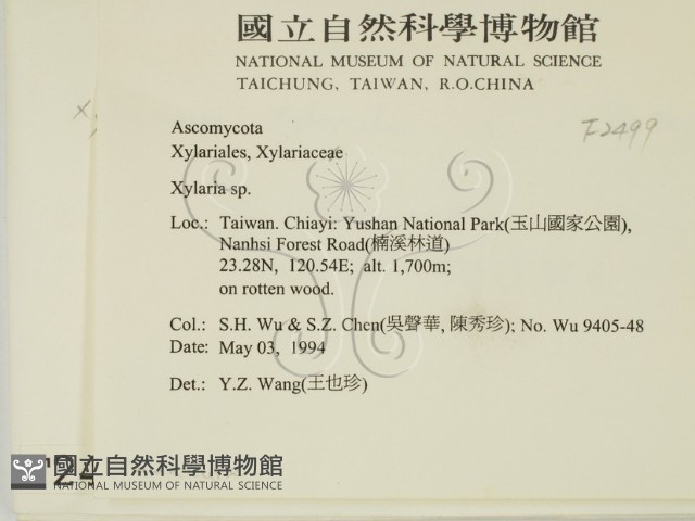 炭角菌屬藏品圖，第2張