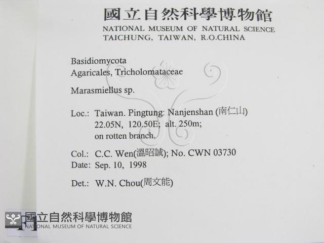 微皮傘屬藏品圖，第2張