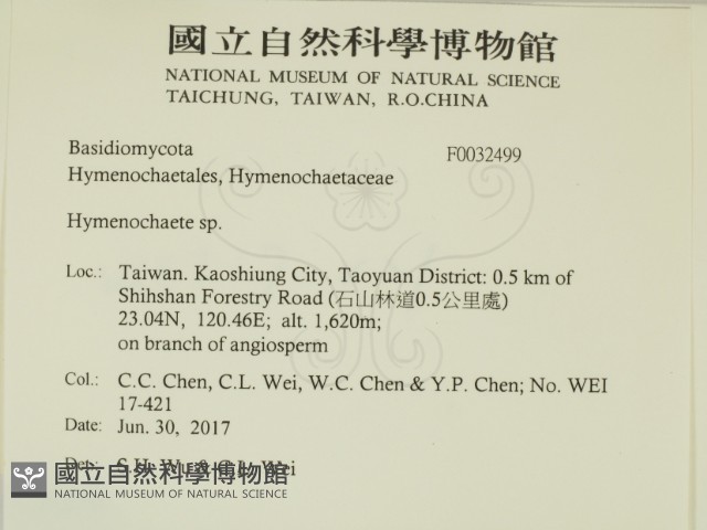 刺革菌屬藏品圖，第2張