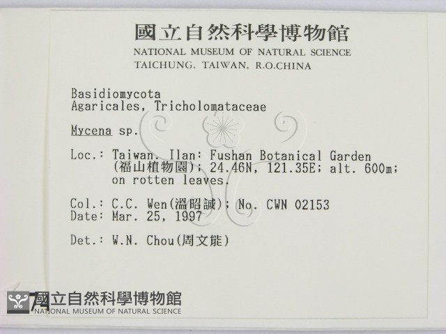 小菇屬藏品圖，第2張