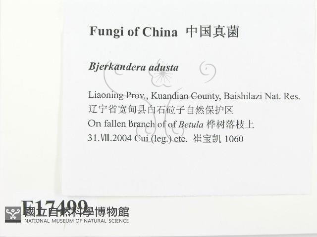 煙管菌藏品圖，第2張