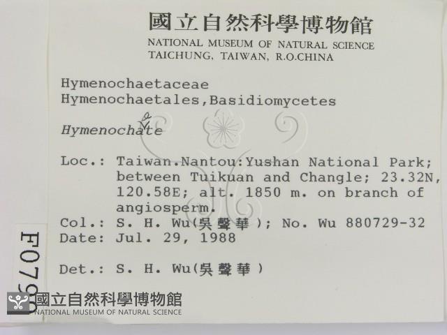 刺革菌屬藏品圖，第2張