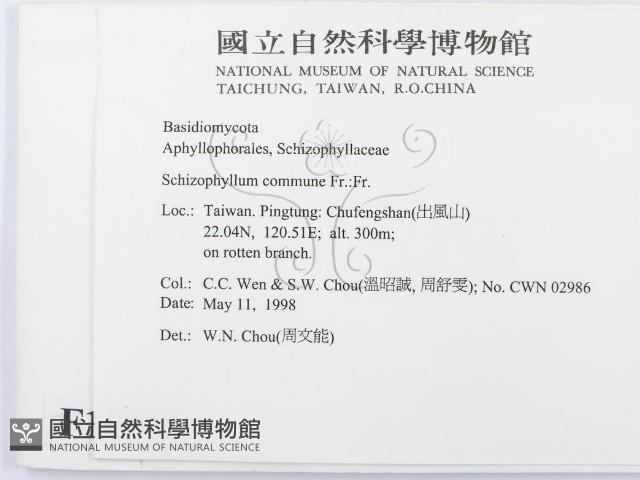 裂褶菌藏品圖，第2張