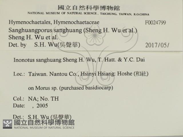 桑黃藏品圖，第2張