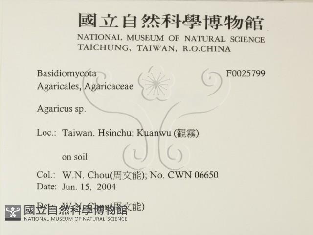 傘菌屬藏品圖，第2張