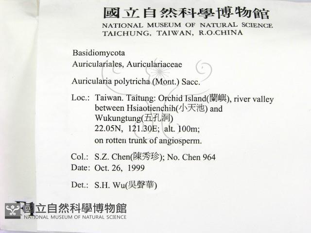 毛木耳藏品圖，第2張