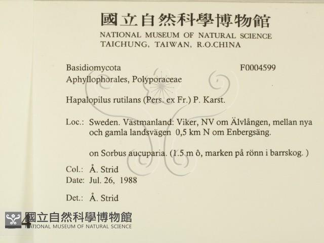 登錄號:F0004599藏品圖，第2張