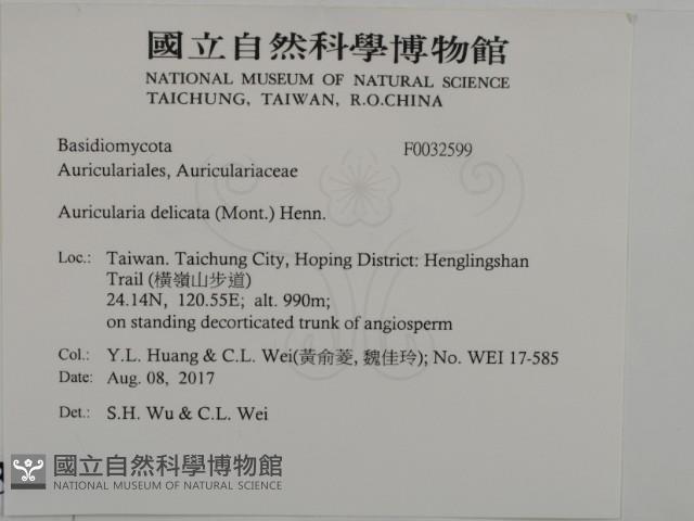 皺木耳藏品圖，第2張