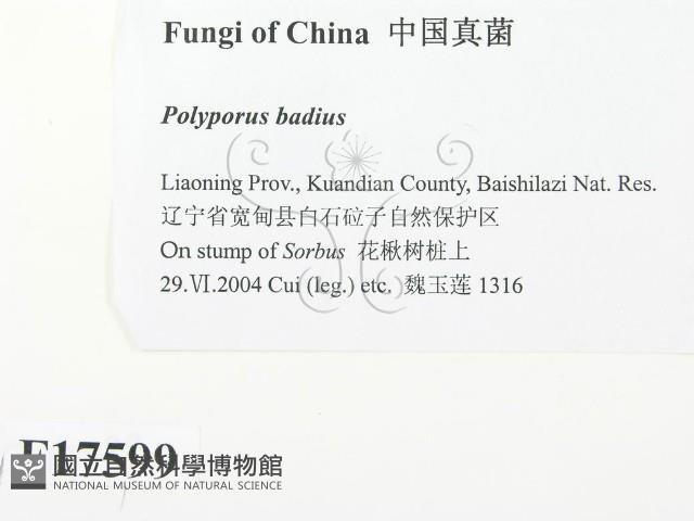 登錄號:F0017599藏品圖，第2張