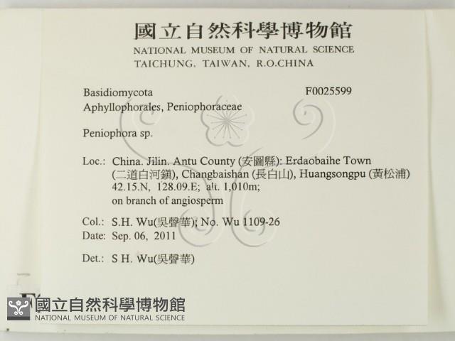 筍殼菌屬藏品圖，第2張